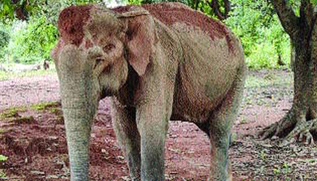 मादा हाथी ने ग्रामीण को कुचला, मौत