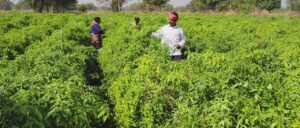 WhatsApp Image 2025-12-16 at 2.53.45 PM