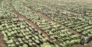 IMG_20250531_122439 (1)