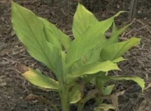 IMG_20250628_201449 (2)