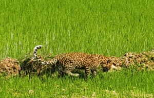 WhatsApp Image 2026-02-11 at 5.24.21 PM