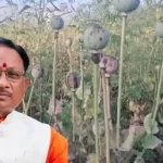 तमनार के बाद लैलूंगा के नवीन घटगांव और मुड़ागांव में अफीम खेती का भंडाफोड़, आरोपी हिरासत में