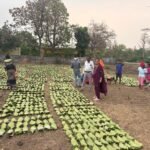 तेंदूपत्ता संग्राहकों की आय बढ़ाने की दिशा में बड़ा कदम, लगभग 920 करोड़ रुपये का होगा संभावित भुगतान