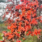 पलाश फूल से बढ़ती आजीविका और समृद्धि