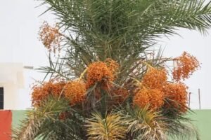 IMG-20260509-WA0020