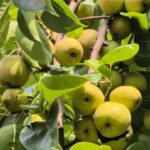 एग्री-टूरिज्म का नया गढ़ बना छत्तीसगढ़ का शिमला मैनपाट