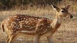 chital-poaching
